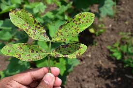 Tikka leaf spot (Groundnut)
