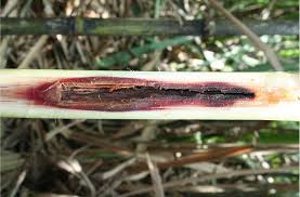 Internode borer (Sugarcane)