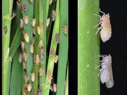 Brown Plant Hopper (BPH) (Paddy)