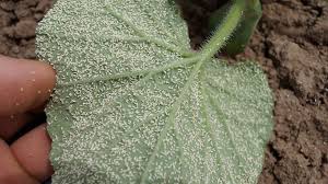 Whitefly (Muskmelon & Watermelon)