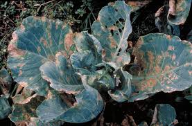 Downy mildew (Cabbage)