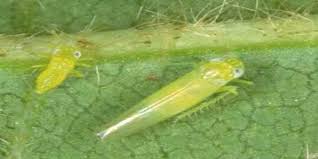 Jassids / Leafhopper (All Vegetables)