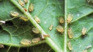 Aphids (Potato)
