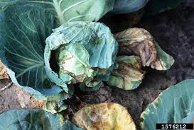 Black rot (Cabbage)