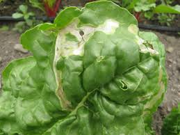 Leaf miner (Cabbage)