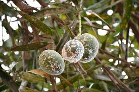 Mealybug (Mango)
