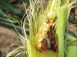 Fall armyworm (FAW) (Maize)