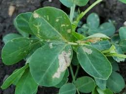 Leaf miner (Groundnut)
