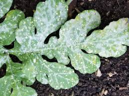 Powdery mildew (Muskmelon & Watermelon)