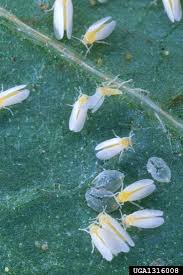 Whitefly (Potato)