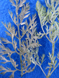 Powdery mildew (Carrot)