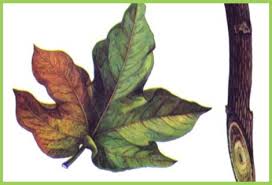 Fusarium wilt (Cotton)