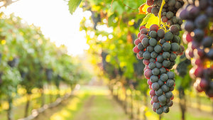 Grapes