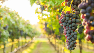 Grape crop protection products for pest and disease management
