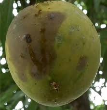 Fruit fly (Mango)
