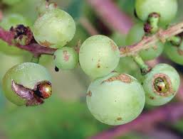 Thrips (Grapes)