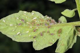 Aphids (Tomato)