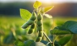Soybean