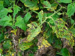 Bacterial leaf spot / blight  (All Vegetables)