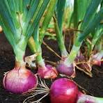 Onion crop protection products for healthy bulb growth and crop nutrition