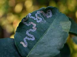 Leaf miner (All Vegetables)