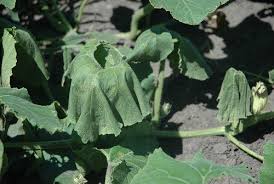 Wilt (soil-borne) (Cucurbits)