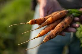 Downy mildew (Carrot)