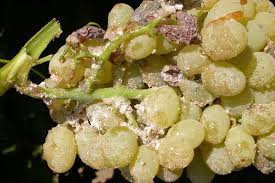 Mealybug (Grapes)