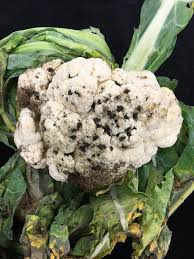 Alternaria leaf spot (major)  (Cauliflower)