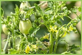 Thrips (Tomato)