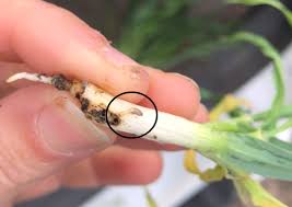 Termites (Wheat)