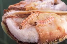 Pink bollworm (PBW) (Cotton)