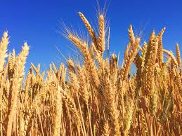 Wheat crop protection products for healthy wheat farming