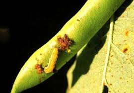 Pod borer (Pulses)