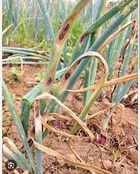 Purple blotch (Onion)