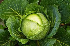 Cabbage crop products, fertilizers and crop protection solutions