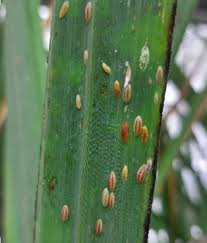 Top borer (Sugarcane)