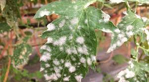 Powdery mildew (Tomato)
