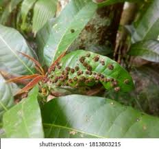 Hopper (Mango)