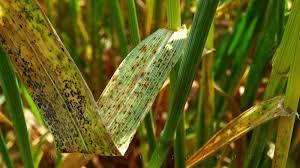 Black rust (Wheat)