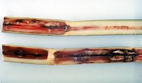 Red rot (Sugarcane)