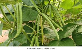 Pulses