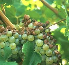 Downy mildew (critical) (Grapes)