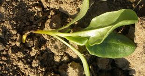 Damping off (All Vegetables)