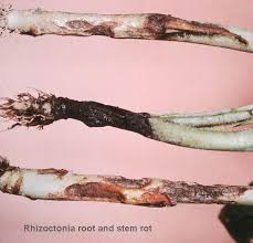Rhizoctonia / Root rot  (Soyabean)