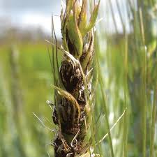 Loose smut (Wheat)