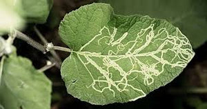 Leaf miner  (Pulses)