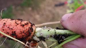 Whitefly (Carrot)