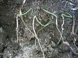 Damping off (Onion)