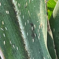 Leaf hopper (Maize)